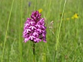 02_Orchis pyramidal_5